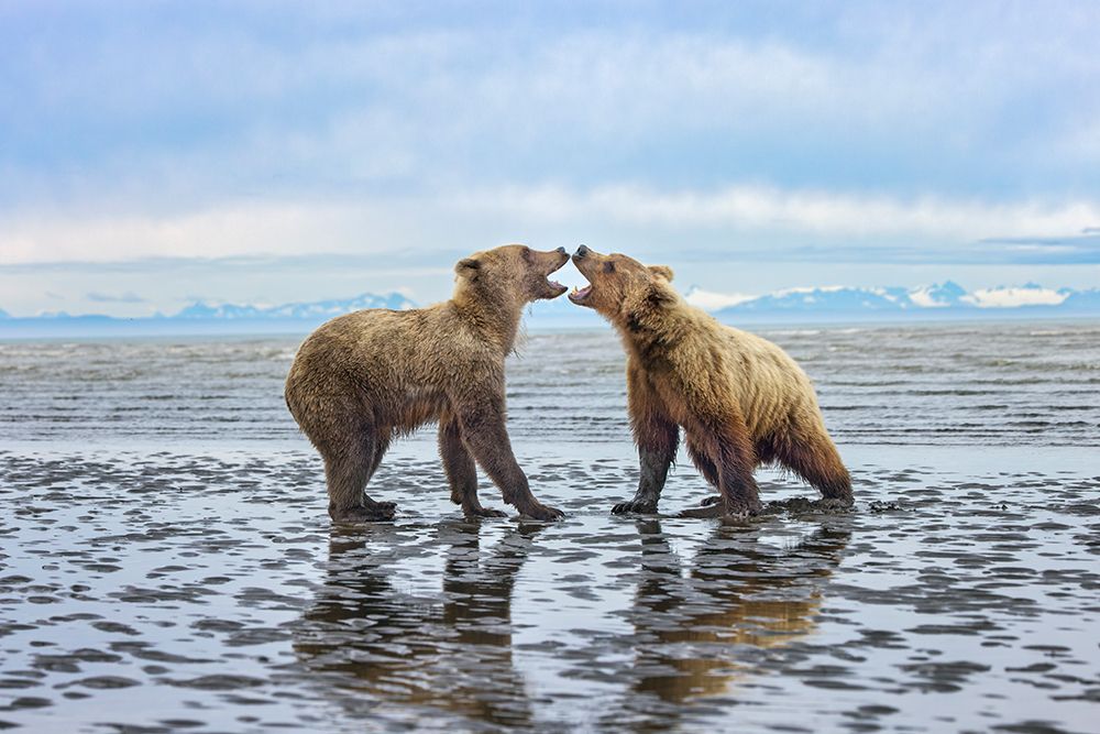 Alaskan brown bear juveniles play fighting on tidal flats, Lake Clark National Park, Alaska.